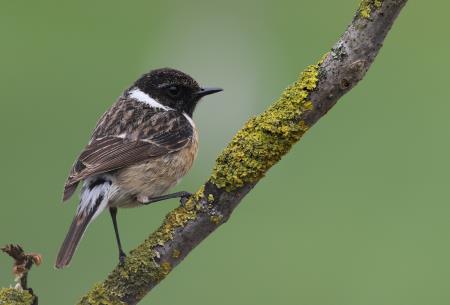 7 Značilne predstavnice travniških vrst ptic na Radenskem polju - prosnik, foto: Gaber Mihelič